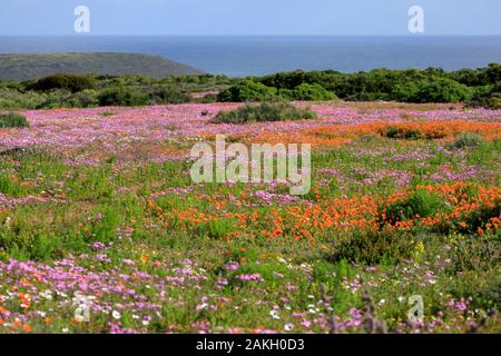 Südafrika, Western Cape, Frühlingsblumen, die den Boden der WestCoast NP Stockfoto