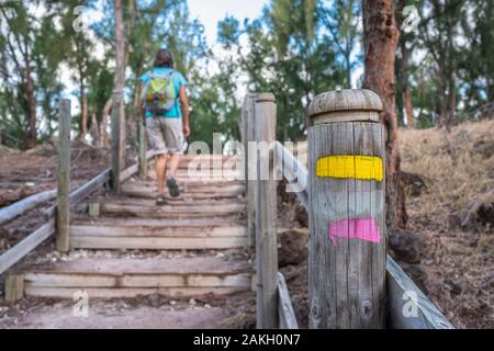 Mauritius, Rodrigues, Wanderung von Pointe Coton zu Mourouk durch eine casuarinas Wald Stockfoto