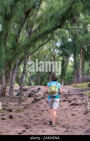 Mauritius, Rodrigues, Wanderung von Pointe Coton zu Mourouk durch eine casuarinas Wald Stockfoto