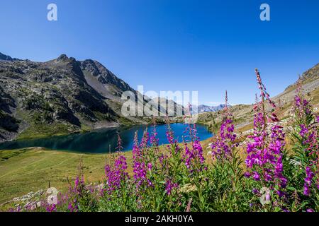 Frankreich, Alpes-Maritimes, Nationalpark Mercantour Park, die Seen von vens, der große Lake Superior (2325 m), Blumen, der großen WEIDENRÖSCHEN oder rosebay Weidenröschen (Chamerion angustifolium) Stockfoto