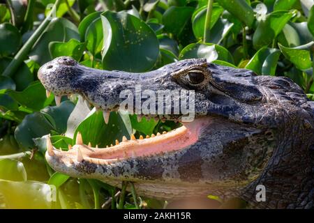 Brasilien, Mato Grosso, Pantanal, Spectacled Kaiman Stockfoto