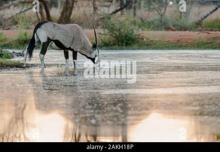 Namibia, Erongo Provinz, erindi Private Game Reserve, Oryx Stockfoto