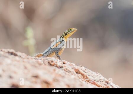 Namibia, Provinz Kunene, Torra Conservancy, Namib Rock Agama Stockfoto