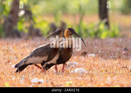 Südamerika, Brasilien, Mato Grosso, Pantanal, Buff-necked Ibis (Theristicus caudatus) Stockfoto