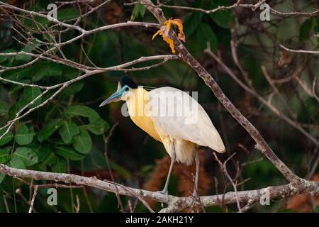 Brasilien, Mato Grosso, Pantanal, bedeckte (Pilherodius pileatus Heron) Erwachsenen, die an einem Baum gehockt, Stockfoto