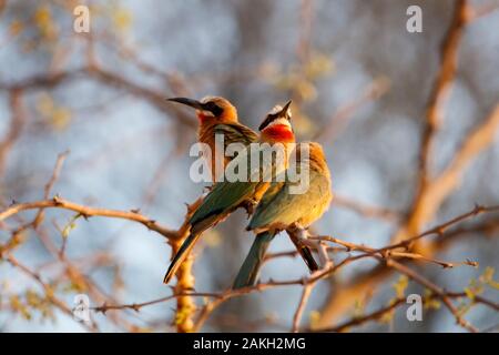 Namibia, Caprivi Provinz, Bwabwata National Park, White fronted Bee Eater (Merops bullockoides) Stockfoto