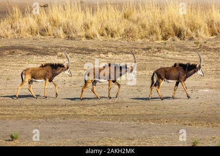 Namibia, Caprivi Provinz, Bwabwata National Park, sable Antilopen weiblich (Hippotragus niger) Stockfoto