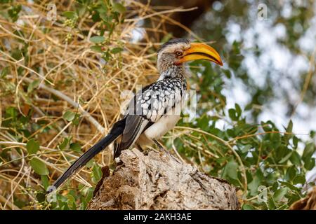 Namibia, Erongo Provinz, Brandberg, Southern Yellow billed Hornbill (Tockus leucomelas) Stockfoto