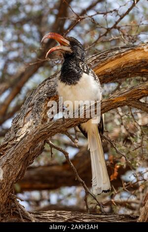 Namibia, Erongo Provinz, Brandberg, Monteiro's Hornbill (Tockus monteiri) Stockfoto
