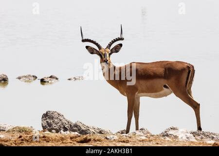 Namibia, Caprivi Provinz, Etosha Nationalpark, schwarz konfrontiert Impala (Aepyceros melampus petersi) Stockfoto