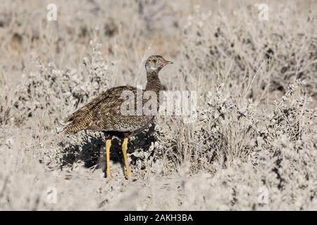 Namibia, Caprivi Provinz, Etosha National Park, Northern Black Korhaan (Afrotis afraoides), Buchse Stockfoto
