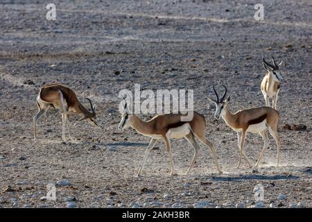 Namibia, Caprivi Provinz, Etosha Nationalpark, Springböcke (Antidorcas marsupialis) Stockfoto