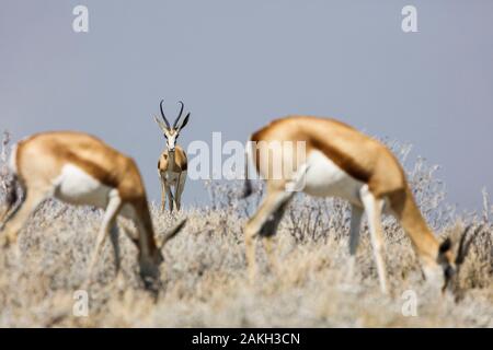 Namibia, Caprivi Provinz, Etosha Nationalpark, Springböcke (Antidorcas marsupialis) Stockfoto