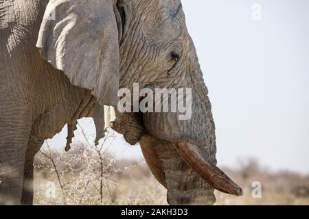 Namibia, Caprivi Provinz, Etosha Nationalpark, afrikanischen Busch Elefant (Loxodonta africana) Stockfoto