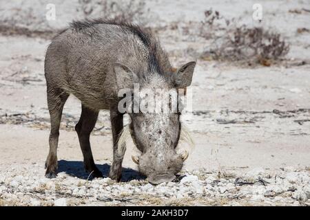 Namibia, Caprivi Provinz, Etosha Nationalpark, gemeinsame Warzenschwein (Phacochoerus africanus) Stockfoto