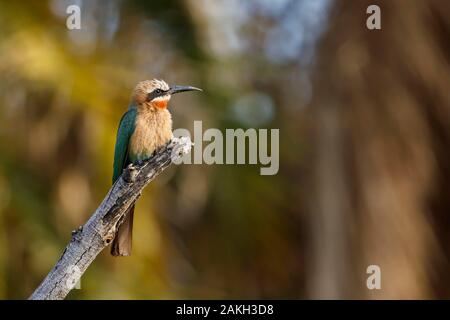 Namibia, Caprivi Provinz, Bwabwata National Park, White fronted Bee Eater (Merops bullockoides) Stockfoto