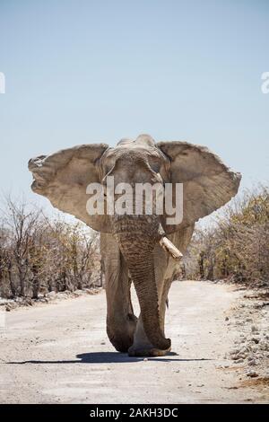 Namibia, Caprivi Provinz, Etosha Nationalpark, afrikanischen Busch Elefant (Loxodonta africana) Stockfoto