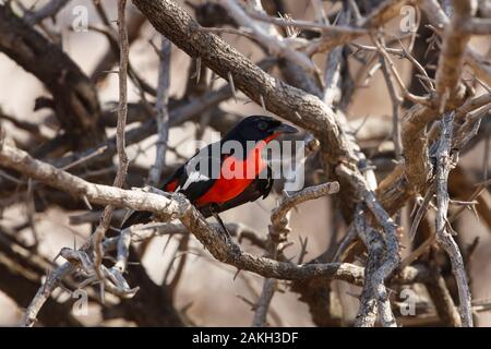 Namibia, Caprivi Provinz, Bwabwata National Park, Crimson breasted Shrike (Laniarius atrococcineus) Stockfoto