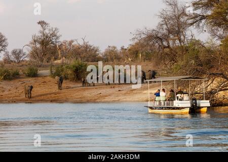 Namibia, Caprivi Provinz, Bwabwata National Park, Touristen Boot auf dem Okavango Fluss beobachten Elefanten Stockfoto