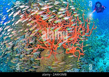 Egypte, Rotes Meer, Glas - Fische (Parapriacanthus guentheri) und rote buschige Schwämme Stockfoto