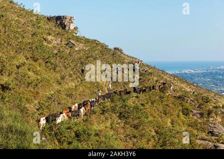 Frankreich, Pyrenees Atlantiques, Baskenland, Biarritz, Transhumanz von pottok anlässlich der Pastore Lorea Stockfoto