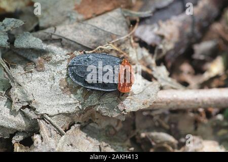 Oiceoptoma thoracica, wie das Red-breasted Carrion Beetle bekannt Stockfoto