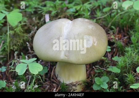 Tricholoma saponaceum, bekannt als die Seife duftenden Fliegenpilz, seifigen Ritter oder Seife tricholoma, wilde Pilze aus Finnland Stockfoto