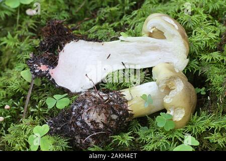 Tricholoma saponaceum, bekannt als die Seife duftenden Fliegenpilz, seifigen Ritter oder Seife tricholoma, wilde Pilze aus Finnland Stockfoto