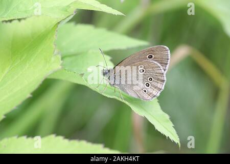 Aphantopus hyperantus, wie der ringelwürmer bekannt, ein Schmetterling aus Finnland Stockfoto