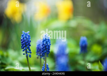 Blumen der Traubenhyazinthen, Muscari armeniacum, Frühling im Garten. Stockfoto