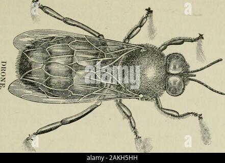 Das ABC der Biene Kultur: ein cyclopedia von jede Sache, die in Bezug auf die Pflege der Honig-Biene, Bienen, Honig, Nesselsucht, Arbeitsgeräte, Honig-Anlagen usw., Tatsachen von der Erfahrung von Tausenden von Imker alle über unser Land und später durch die praktische Arbeit in unserer eigenen Imkerei überprüft. Sie finden, es sei denn eine Zeit wird genommen, dass ismore als einem langen apiarist tospare leisten kann. In Queen - Aufzucht ich advisednot haben, nach ihnen zu suchen, sondern um ein smallpiece Kamm mit Larven und, wenn nocells gestartet sind, können Sie entscheiden, ob der Königin isthere, ohne zu schauen. Dieses Stück der lar-vae eine Stockfoto