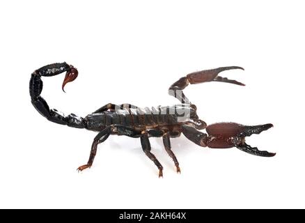 Heterometrus spinifer vor weißem Hintergrund Stockfoto