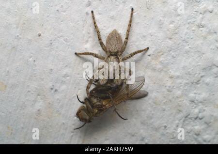 Grau jumping spider Essen eine Fliege an einer Hauswand in Italien. Stockfoto