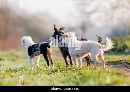 Drei süße kleine Hunde Suchen in einer Richtung Stockfoto