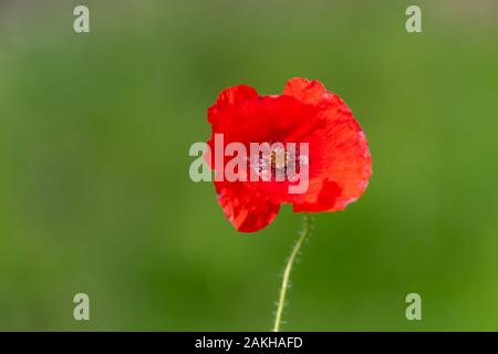 Rote Mohnblume auf grünem Hintergrund Stockfoto