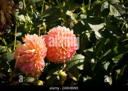 Dahlie Lakeland Polly Blüte in Großbritannien im September Stockfoto