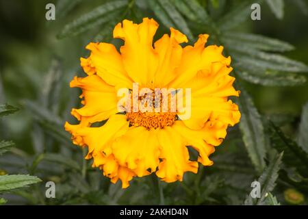 Marigold Flower (Tagetes erecta) Stockfoto