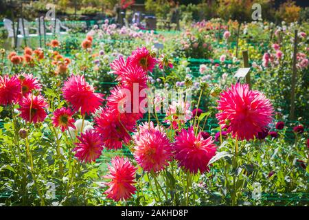 Eine Anzeige von dahlien im Englischen Dahlie Gärtnerei mit Dahlie Kenora Wow im Vordergrund im September Stockfoto