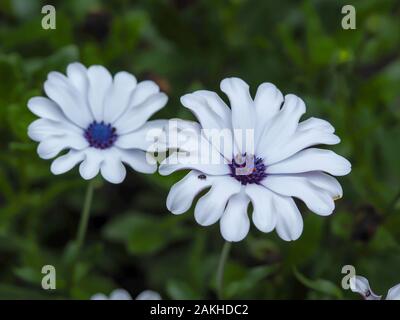 Weiß Kapkörbchen, Osteospermum, Blüte im Garten Stockfoto