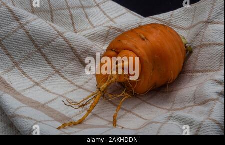 Ökologische Karotte verschiedene suchen Stockfoto