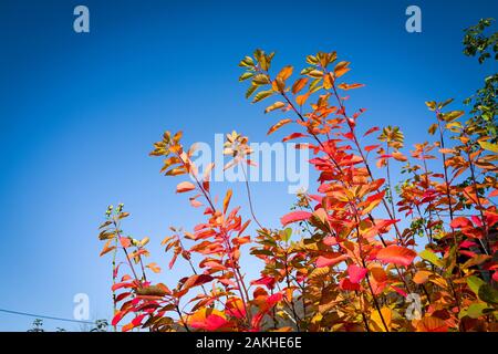 Leuchtend rote Blätter von Cotinus coggygria Flamme (AGM) Hinzufügen von saisonalen Farbe in den Garten im Oktober in einem Englischen Garten 7. Stockfoto