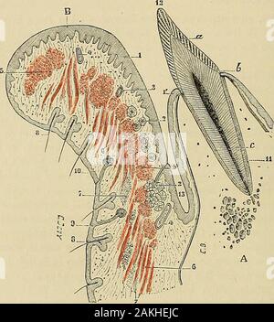 "Traité d'anatomie humaine: beschreibende Anatomie, Histologie, Développement. nt le Grand diamèlre se dirige transversalementdune commissure à Lautre. -. V lorbiculaire, Muskel essentiel des lèvres, Vien- se joindre à l de faisceaux Accessoires, Les extrémités Dune foule daulresmuscles ([UI, parlant De différentes Régions de la Face, Viennent sinsérer sur le 8 APPAREIL DE LA VERDAUUNG pourtour de lorifice Bukkalen, comme autant de Rayone convergents. Ces musclesnous sind Déjà connus et nous ne que les ferons énumérer. Ce sind: 1° Gießen lalèvre Supérieure, Les élévateurs communs de lail Stockfoto