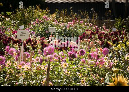 Bunte Dahlien in einem Feld anzeigen an einer Gärtnerei in der Nähe von Rombey Hampshire England Großbritannien im September Stockfoto