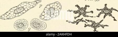 Lehrbuch der normalen Histologie: einschließlich der Berücksichtigung der Entwicklung der Gewebe und der Organe. nDesktop-Software, die Fromtheir Fähigkeit Position sowie Form changetheir, die wandernden Zellen bezeichnet werden. Diese bestehen aus kleinen, Kernhaltigen Massen der aktiven protoplasma, charakteristisch für die Lymphe orcolorless Blutzellen, mit denen sie identisch sind, in der Regel beingreally Leukozyten, die aus den Gefäßen in thesurrounding Gewebe, durch die sie wandern als transientguests bestanden haben. Das protoplasma der festen Zellen manchmal Exponate Anhäufung von dunkle Partikel, die Elemente Stockfoto