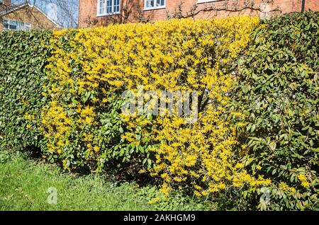 Einen Farbtupfer gelb unterscheidet ein forsythia Strauch in einem gemischten immergrünen und Sommergrünen Hecke in einem Englischen Garten im Frühling Stockfoto