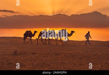 Tunesien, Sahara, Oktober 10/2019 Kamele bei Sonnenuntergang Stockfoto