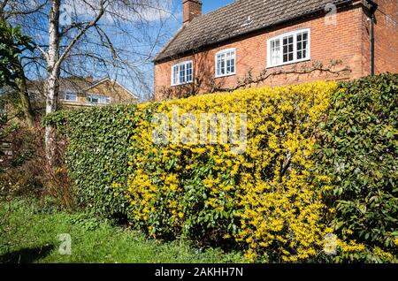 Einen Farbtupfer gelb unterscheidet ein forsythia Strauch in einem gemischten immergrünen und Sommergrünen Hecke in einem Englischen Garten im Frühling Stockfoto