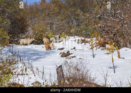 Kühe am Berg mit Schnee im Sanabria, in der Nähe der See, Castilla y Leon, Spanien Stockfoto