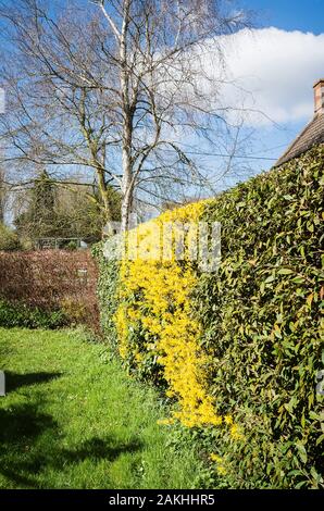 Einen Farbtupfer gelb unterscheidet ein forsythia Strauch in einem gemischten immergrünen und Sommergrünen Hecke in einem Englischen Garten im Frühling Stockfoto