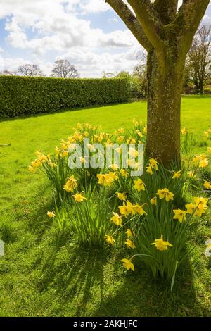 Eingebürgerte Narzissen blühen rund um den Bole von einem Baum in einem Englischen Garten im März Stockfoto